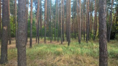 Çam ormanında bir yaz öğleden sonra. Güneş kavruluyor. Esinti bile yok. Havada çam iğneleri kokusu var.!