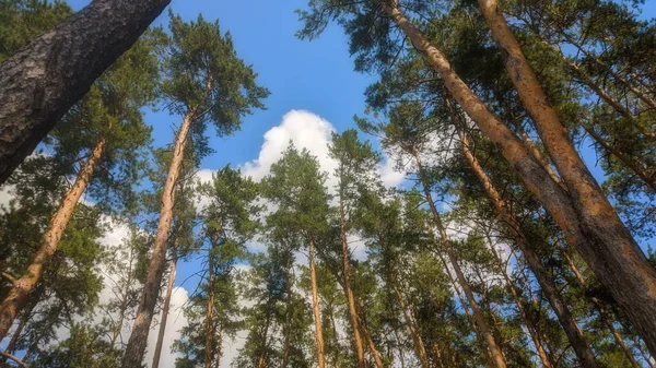 Summer Day Pine Forest Clouds Visible Sky Silence Only Birds — Stock Photo, Image