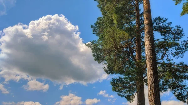 Hermosa Vista Verano Kharkiv Campo Árbol Sobre Fondo Las Nubes — Foto de Stock