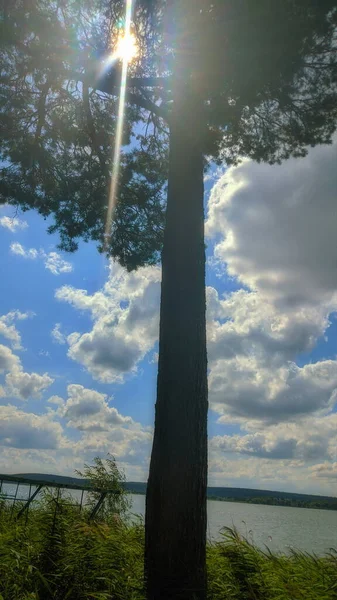 Raio Sol Brilha Através Dos Ramos Uma Árvore Nuvens Céu — Fotografia de Stock