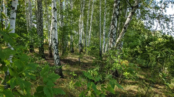 Birkenhain Die Sonne Scheint Ein Sommertag — Stockfoto