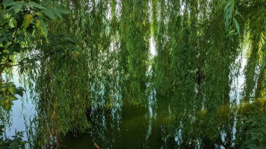 yeşil, manzara, öğlen, nehir, yaz, ağaç dalları, su, sütten kesilme, rüzgarsız