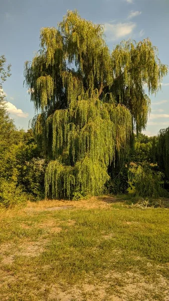 Summer Noon Landscape Green Green River Worth Windless Weather — Stock Photo, Image