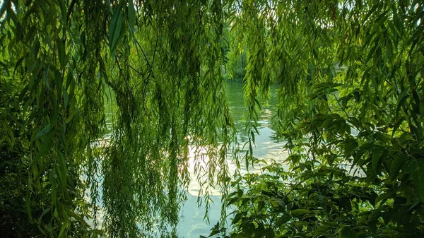 Tree Called Willow Grows Banks Rivers Very Beautiful Tree Branches — Stock Photo, Image