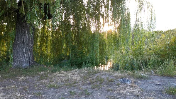Tree Called Willow Grows Banks Rivers Very Beautiful Tree Branches — Stock Photo, Image