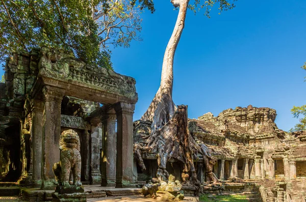 Picture of jungle trees overgrowing the ruins of Angkor Wat in Cambodia