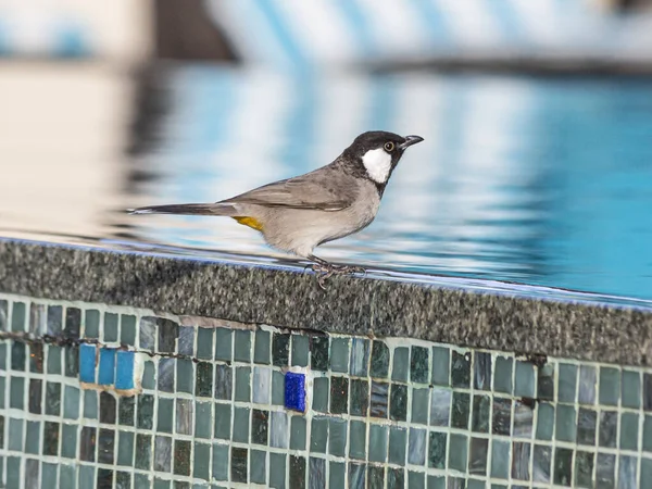 Foto Uccello Seduto Sul Bordo Piscina — Foto Stock