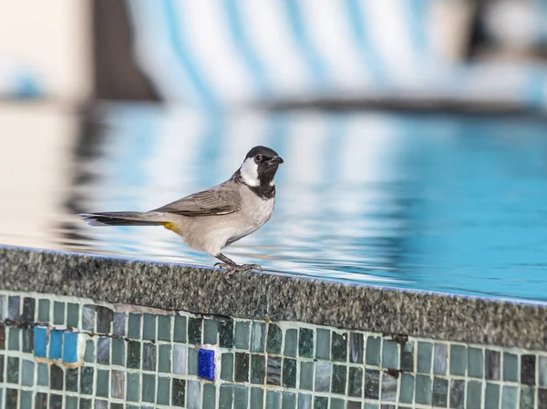 Imagen Del Pájaro Sentado Borde Piscina — Foto de Stock