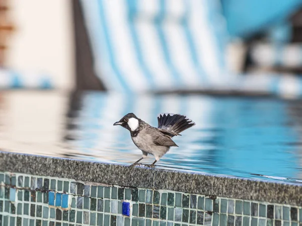 Bild Eines Vogels Pool — Stockfoto