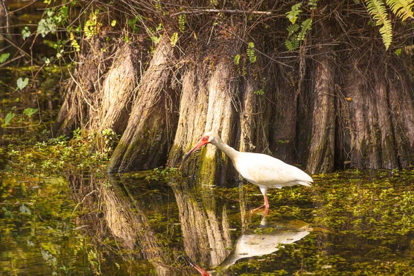 Pássaro Água Branca Espera Pescar Nos Everglades — Fotografia de Stock