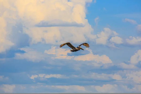 Uçan Pelikan Kuşu Florida Meksika Körfezi Kıyısında Balık Gözlüyor — Stok fotoğraf