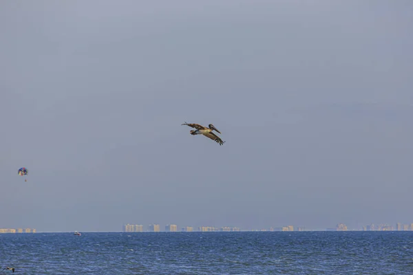 フロリダ州のメキシコ湾沿岸で魚を監視するペリカン鳥の飛行 — ストック写真