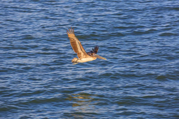 Flying Pelican bird watching for fish at shore of Gulf of Mexico in Florida