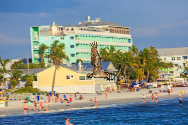 Avistamiento Aves Pelícanas Voladoras Para Pescar Costa Del Golfo México — Foto de Stock
