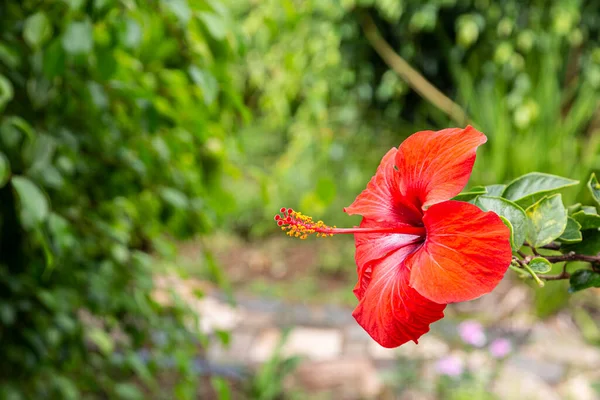 Close Picture Red Colored Hibiscus Blossom — Stock Photo, Image