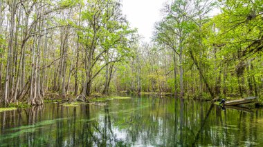 Florida 'daki güzel Suwannee Nehri ve Twin Rvers Eyalet Ormanı