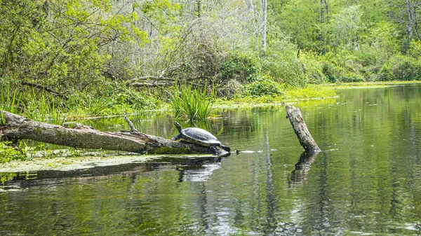 Wilde Schildpad Neemt Een Zonnebad Aan Oever Van Suwannee River — Stockfoto