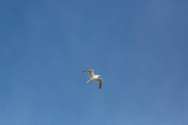 Mavi gökyüzünde uçan martı resmi