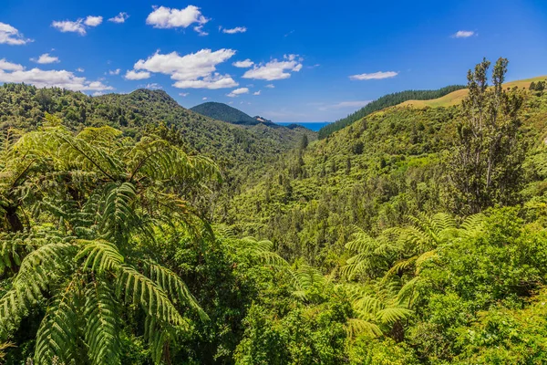 Picture of endemic rainforest on north island of New Zealand