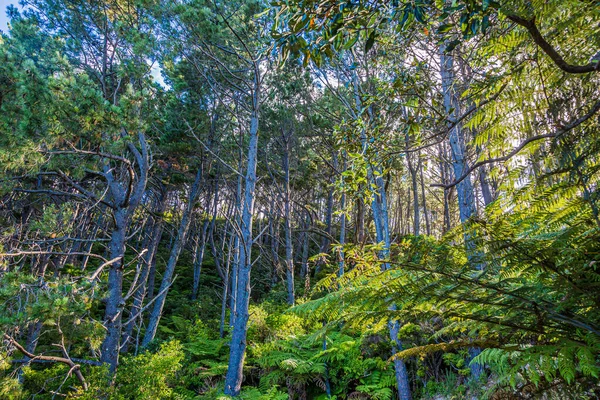 Foto Selva Tropical Endémica Isla Norte Nueva Zelanda — Foto de Stock