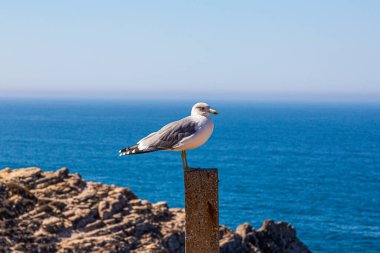 Martı mavi Atlantik sularının önünde çit direğinde oturuyor.