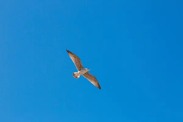 青い空を飛ぶカモメ — ストック写真