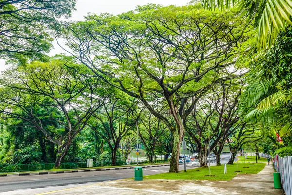 Сцена Типових Алейних Дерев Сінгапурі — стокове фото