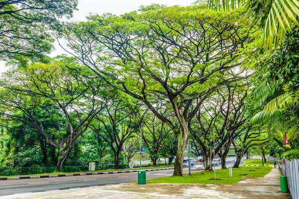 Scene of typical alley trees in Singapore