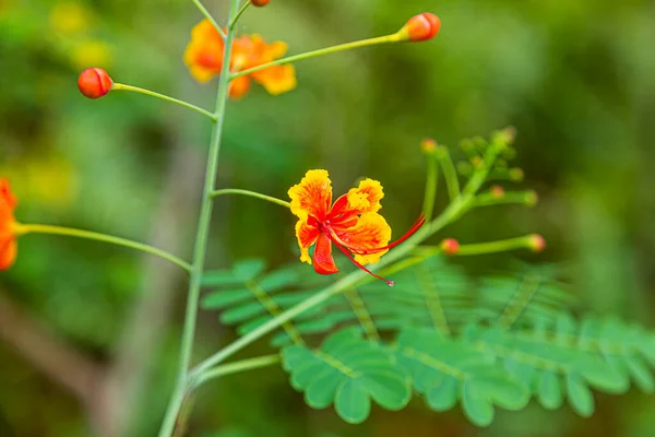 Close Picture Colorful Tropical Flower — Stock Photo, Image