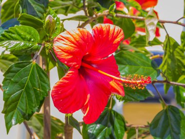 Kırmızı renkli amber çiçeğinin yakın plan resmi.