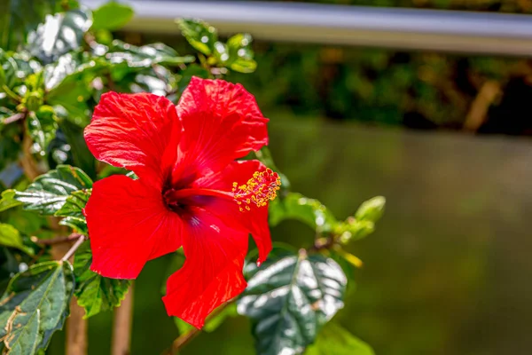 Closeup Picture Red Colored Hibiscus Blossom — Stock Photo, Image