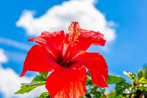 Closeup Picture Red Colored Hibiscus Blossom — Stock Photo, Image