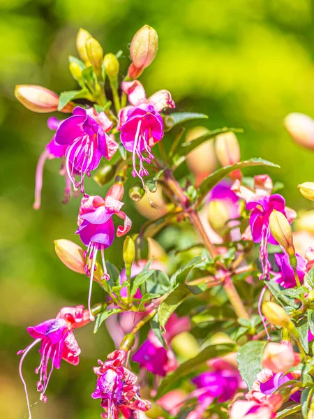 Renkli Çan Çiçeğinin Resmini Kapat — Stok fotoğraf