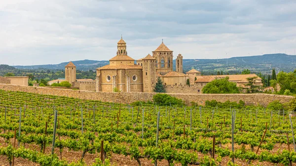 Vista Del Viñedo Monasterio Poblet España — Foto de Stock