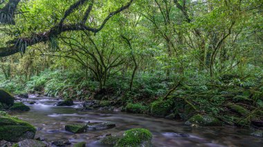 Tayvan adasındaki bir yağmur ormanının içinden akan bir nehrin uzun metrajlı görüntüsü