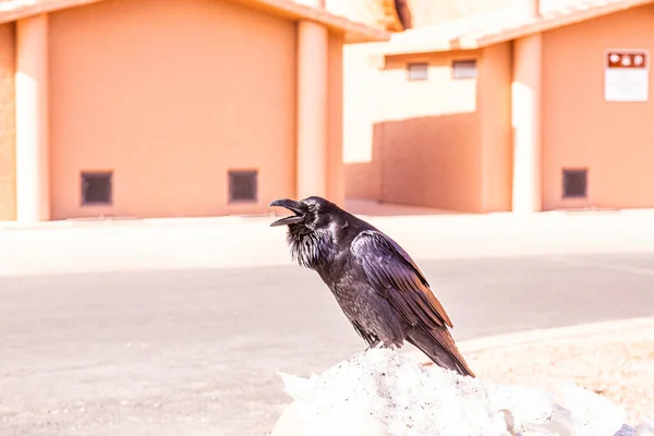 Portriat Picture Crow Bird — Stock Photo, Image