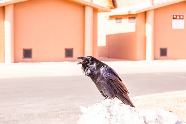 Portriat Gambar Burung Gagak — Stok Foto