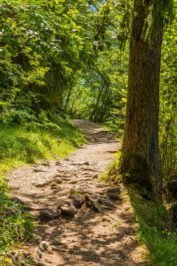 Avusturya 'da Weissensee yakınlarındaki ormanda yürüyüş yolu.