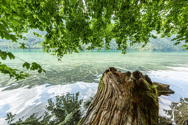 Foto Van Oude Boomstam Aan Oever Van Het Meer Weissensee — Stockfoto