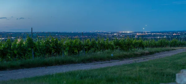 Панорамний Вид Над Рейн Майном Франкфурт Заході Сонця Виноградника Поблизу — стокове фото