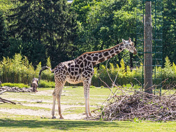 Προσωπογραφία Αφρικανικής Καμηλοπάρδαλης Γερμανικό Ζωολογικό Κήπο Κοντά Στη Φρανκφούρτη — Φωτογραφία Αρχείου