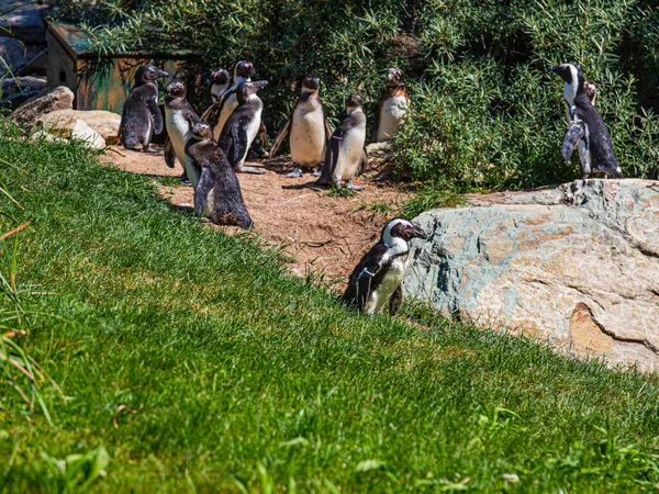 Grupo Pingüinos Recinto Aire Libre Zoológico Alemán Cerca Frankfurt — Foto de Stock