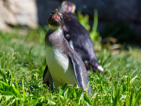 Retrato Pingüino Recinto Aire Libre Zoológico Alemán Cerca Frankfurt — Foto de Stock