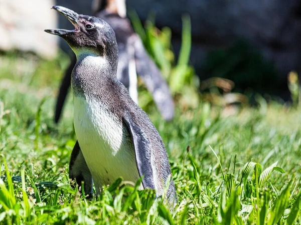 Retrato Pingüino Recinto Aire Libre Zoológico Alemán Cerca Frankfurt — Foto de Stock
