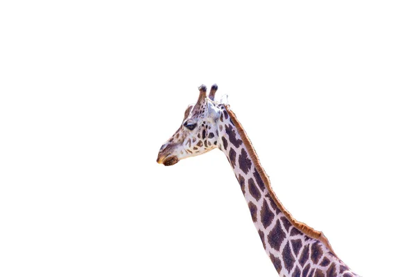 Porträt Einer Giraffe Mit Leerem Hintergrund — Stockfoto