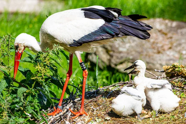 Imagem Uma Cegonha Com Pintos Ninho Durante Dia — Fotografia de Stock