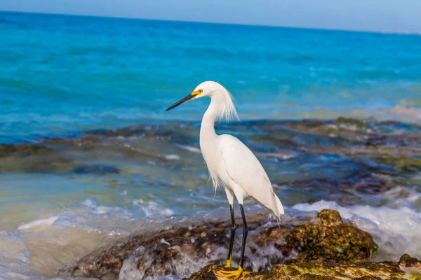 Weiße Wasservögel Strand Der Dominikanischen Republik Tagsüber — Stockfoto