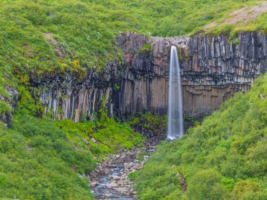 Yazın İzlanda 'da Svartifoss şelalesinin etkileyici bazalt taş oluşumunu izleyin.