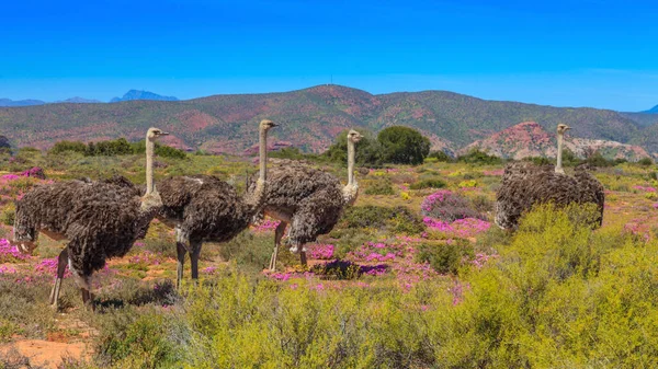 Foto Van Een Groep Struisvogels Zuid Afrika — Stockfoto