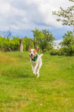 Zemin perspektifinde koşan köpek